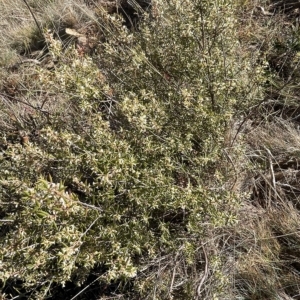 Monotoca scoparia at Paddys River, ACT - 19 Apr 2023 09:40 AM