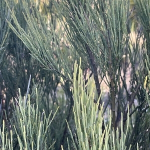 Omphacomeria acerba at Paddys River, ACT - 19 Apr 2023