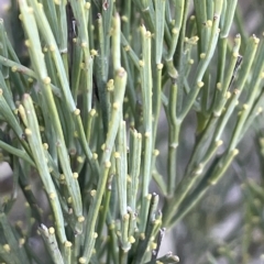 Omphacomeria acerba at Paddys River, ACT - 19 Apr 2023