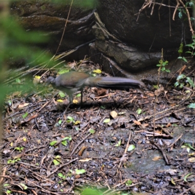Menura novaehollandiae (Superb Lyrebird) at Jamberoo, NSW - 20 Apr 2023 by plants