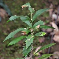 Helicia glabriflora (Smooth Helicia) at Jamberoo, NSW - 19 Apr 2023 by plants