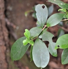 Cyclophyllum longipetalum at Jamberoo, NSW - 20 Apr 2023 by plants