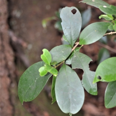 Cyclophyllum longipetalum at Jamberoo, NSW - 20 Apr 2023 by plants