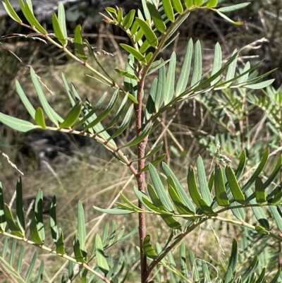 Polyscias sambucifolia subsp. Short leaflets (V.Stajsic 196) Vic. Herbarium (Elderberry Panax, Ornamental Ash, Elderberry Ash) at Tennent, ACT - 19 Apr 2023 by JaneR