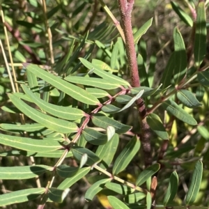 Polyscias sambucifolia subsp. Short leaflets (V.Stajsic 196) Vic. Herbarium at Tennent, ACT - 19 Apr 2023