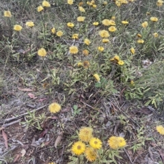 Xerochrysum subundulatum (Alpine Everlasting) at Tennent, ACT - 19 Apr 2023 by JaneR