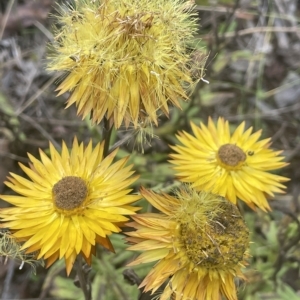 Xerochrysum subundulatum at Tennent, ACT - 19 Apr 2023