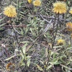 Xerochrysum subundulatum at Tennent, ACT - 19 Apr 2023