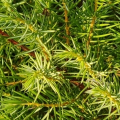 Juniperus communis at O'Malley, ACT - 20 Apr 2023 04:32 PM