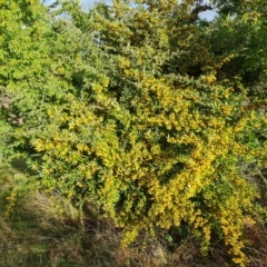 Pyracantha angustifolia (Firethorn, Orange Firethorn) at Jerrabomberra, ACT - 20 Apr 2023 by Mike