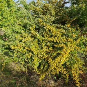 Pyracantha angustifolia at Jerrabomberra, ACT - 20 Apr 2023 03:37 PM