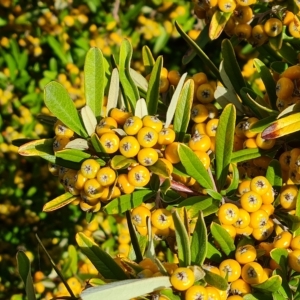 Pyracantha angustifolia at Jerrabomberra, ACT - 20 Apr 2023 03:37 PM