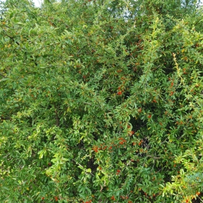 Pyracantha fortuneana (Firethorn) at Jerrabomberra, ACT - 20 Apr 2023 by Mike