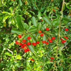 Pyracantha fortuneana at Jerrabomberra, ACT - 20 Apr 2023 03:36 PM