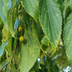 Celtis australis at Jerrabomberra, ACT - 20 Apr 2023