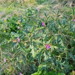 Solanum cinereum (Narrawa Burr) at Jerrabomberra, ACT - 20 Apr 2023 by Mike