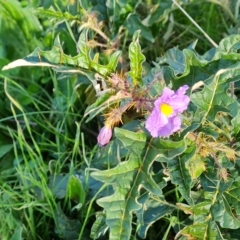 Solanum cinereum at Jerrabomberra, ACT - 20 Apr 2023