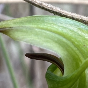 Diplodium laxum at Stromlo, ACT - suppressed