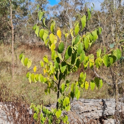 Celtis australis (Nettle Tree) at O'Malley, ACT - 20 Apr 2023 by Mike