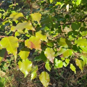 Pyrus calleryana at O'Malley, ACT - 20 Apr 2023