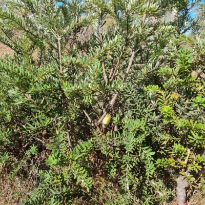 Banksia marginata (Silver Banksia) at O'Malley, ACT - 20 Apr 2023 by Mike