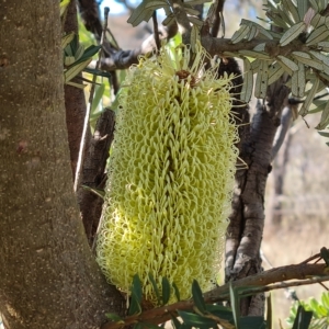 Banksia marginata at O'Malley, ACT - 20 Apr 2023