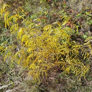 Gleditsia triacanthos at O'Malley, ACT - 20 Apr 2023