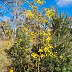 Fraxinus sp. (An Ash) at O'Malley, ACT - 20 Apr 2023 by Mike