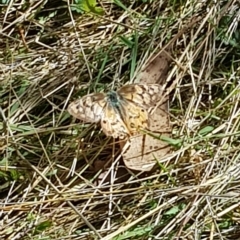 Heteronympha penelope (Shouldered Brown) at Mt Holland - 20 Apr 2023 by danswell