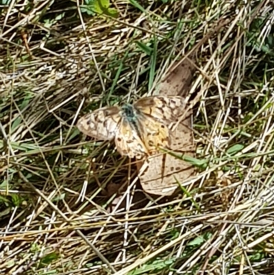 Heteronympha penelope (Shouldered Brown) at Tinderry, NSW - 20 Apr 2023 by danswell