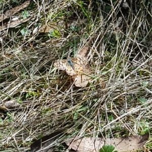 Heteronympha penelope at Tinderry, NSW - 20 Apr 2023