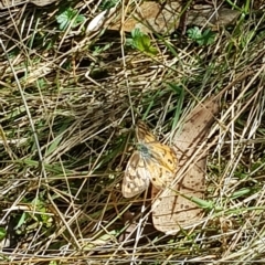 Heteronympha penelope at Tinderry, NSW - 20 Apr 2023