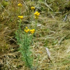 Chrysocephalum semipapposum (Clustered Everlasting) at Mt Holland - 20 Apr 2023 by danswell