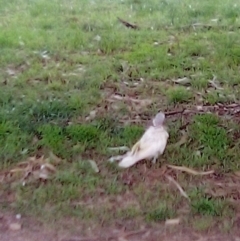 Cacatua galerita (Sulphur-crested Cockatoo) at Federal Golf Course - 20 Apr 2023 by MichaelMulvaney