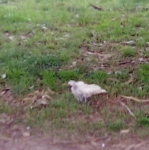 Cacatua galerita at Garran, ACT - 20 Apr 2023