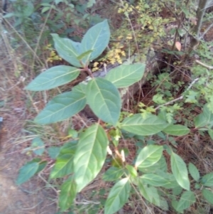 Viburnum tinus at Red Hill, ACT - 20 Apr 2023 04:35 PM