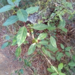 Viburnum tinus at Red Hill, ACT - 20 Apr 2023 04:35 PM