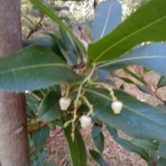 Arbutus unedo (Strawberry Tree) at Red Hill, ACT - 20 Apr 2023 by MichaelMulvaney