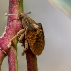 Gonipterus scutellatus (Eucalyptus snout beetle, gum tree weevil) at Deakin, ACT - 22 Mar 2023 by AlisonMilton