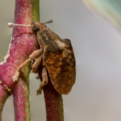 Gonipterus scutellatus (Eucalyptus snout beetle, gum tree weevil) at Deakin, ACT - 22 Mar 2023 by AlisonMilton