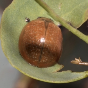 Paropsisterna cloelia at Deakin, ACT - 22 Mar 2023 09:06 AM