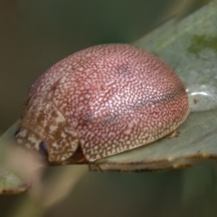 Paropsis atomaria (Eucalyptus leaf beetle) at Deakin, ACT - 22 Mar 2023 by AlisonMilton