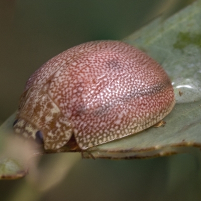 Paropsis atomaria (Eucalyptus leaf beetle) at Deakin, ACT - 22 Mar 2023 by AlisonMilton