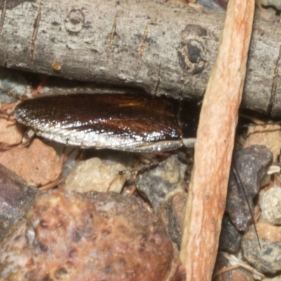 Blattodea (order) (Unidentified cockroach) at Deakin, ACT - 21 Mar 2023 by AlisonMilton