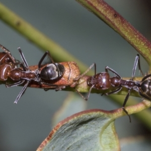 Iridomyrmex purpureus at Deakin, ACT - 22 Mar 2023