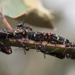 Eurymeloides pulchra (Gumtree hopper) at Deakin, ACT - 21 Mar 2023 by AlisonMilton