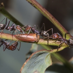 Katipo sp. (genus) at Deakin, ACT - 22 Mar 2023