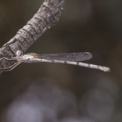 Austrolestes sp. (genus) (Ringtail damselfy) at Deakin, ACT - 22 Mar 2023 by AlisonMilton