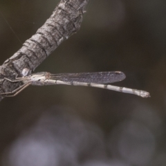 Austrolestes sp. (genus) (Ringtail damselfy) at Deakin, ACT - 21 Mar 2023 by AlisonMilton