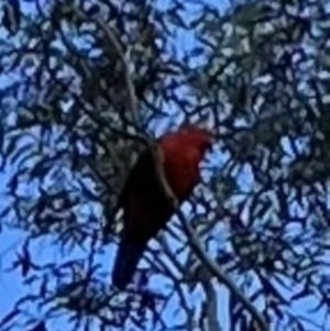 Alisterus scapularis at Higgins, ACT - 20 Apr 2023